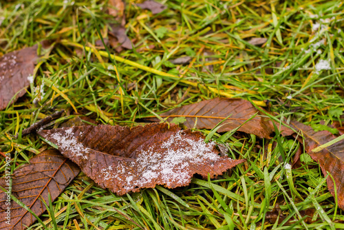dry brownish-red leaf covered with snow and hoarfrost with a texture that has fallen into green lush grass, taken from ground level at close range with bokeh in the background