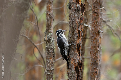 A female Three-toed woodpecker perched on a Pine tree in a forest in Oulanka National Park, Northern Finland