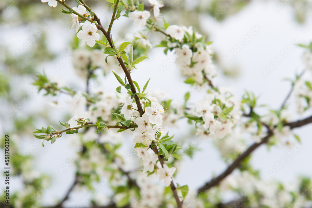 Cherry blossoms, beautiful white flowers in spring sunny day for background or copy space for text Cherry blossoms, beautiful white flowers in spring sunny day for background or copy space for text