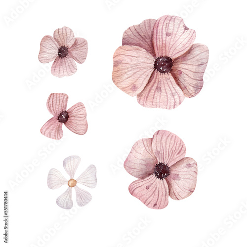 Watercolor set of wild flowers  pink flowers  delicate flowers. Watercolor flowers on a white background