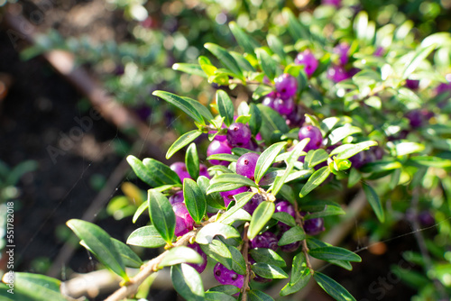 Evergreen Lonicera Pileata, Box Leaved Honeysuckle or Privet Honeysuckle Purple Berries