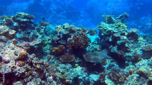 Wallpaper Mural Underwater 4K HDR of the Great Barrier Reef in Queensland, Australia in December 2022 Torontodigital.ca