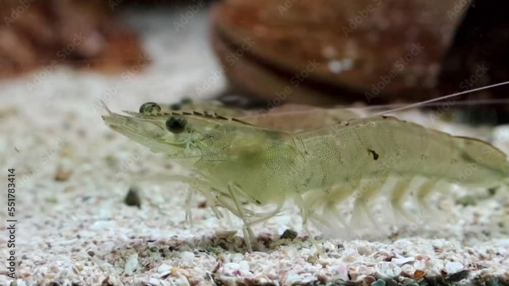 Vannamei shrimp, whiteleg shrimp, Pacific white shrimp or king prawn swimming in the aquarium tank Vannamei shrimp, whiteleg shrimp, Pacific white shrimp or king prawn swimming in the aquarium tank