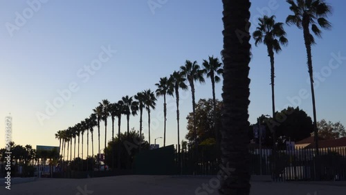 The camera tracks right revealing a row of tall and beautiful palm trees at the Los Angeles County Museum of Art (LACMA) during sunset on a sunny California day. photo