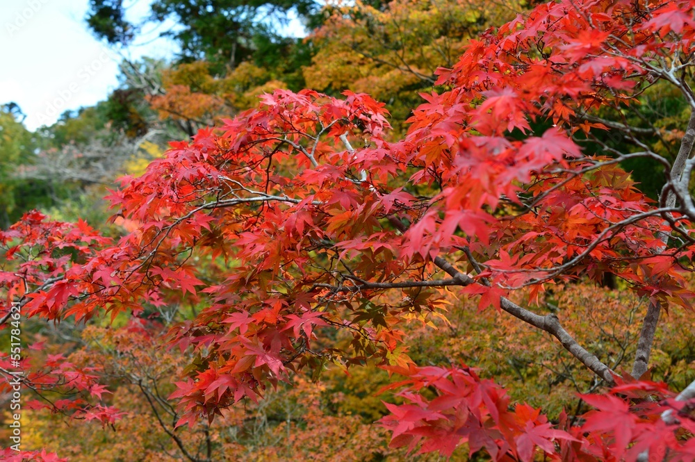 秋の紅葉 弥彦公園 もみじ谷 秋の紅葉 弥彦公園 もみじ谷