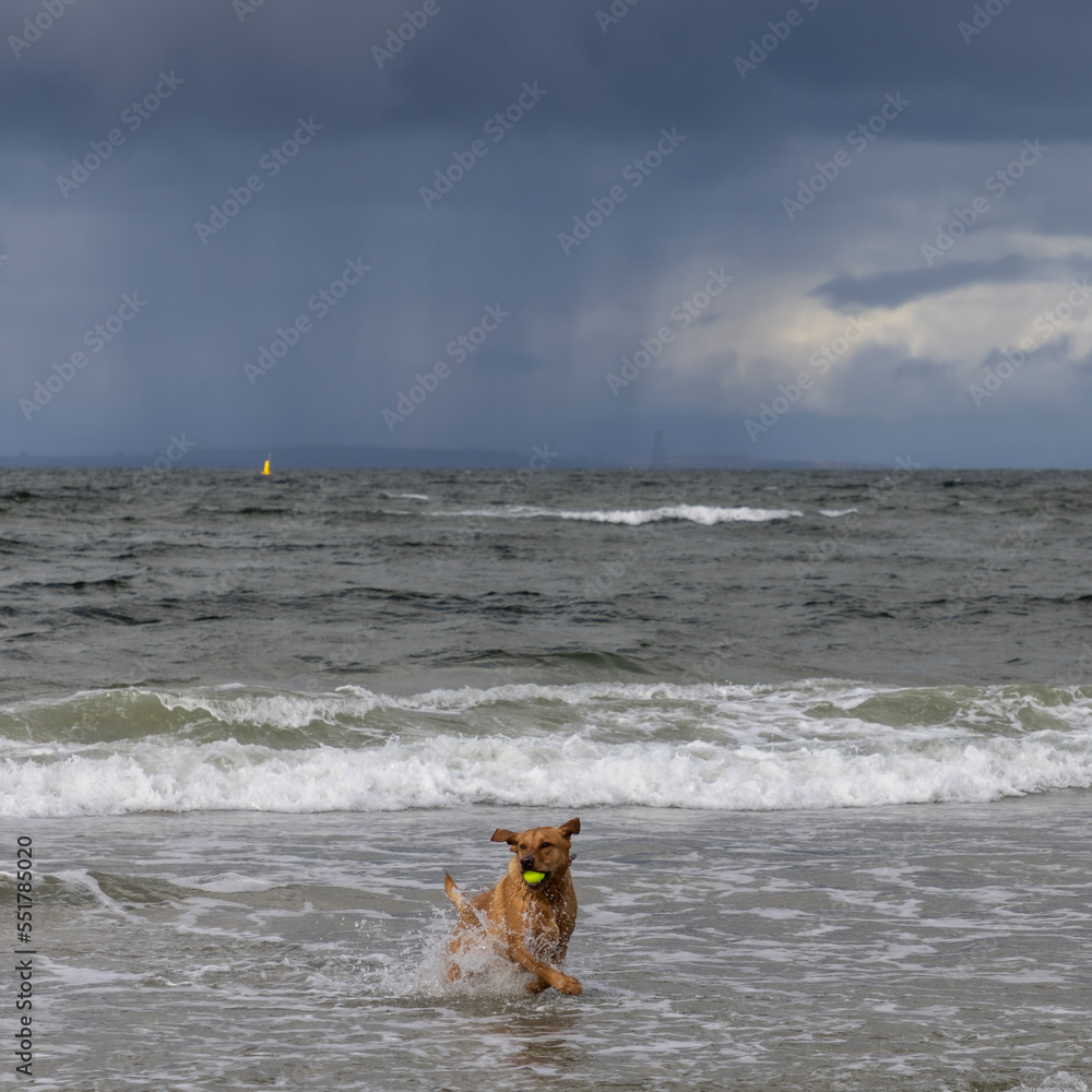 dog with a tennis ball playing in the waves on the Scottish coast