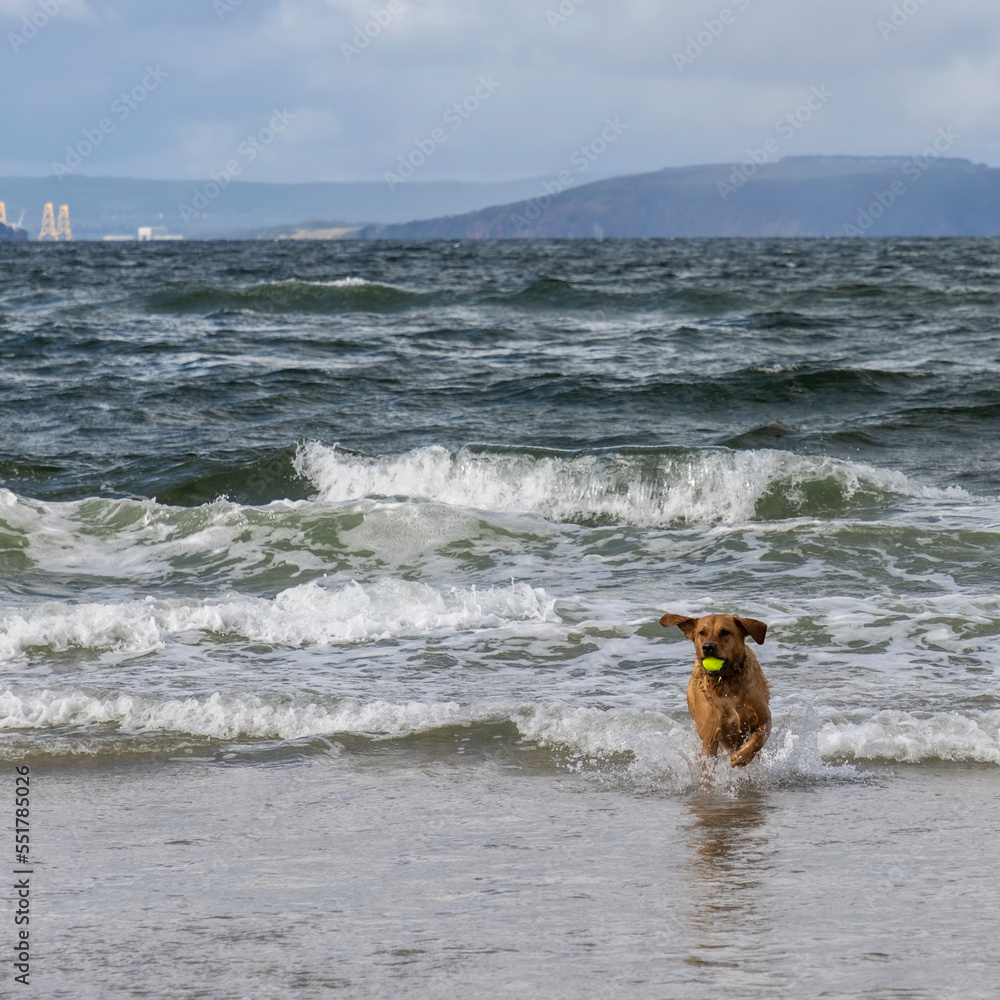 dog with a tennis ball playing in the waves on the Scottish coast