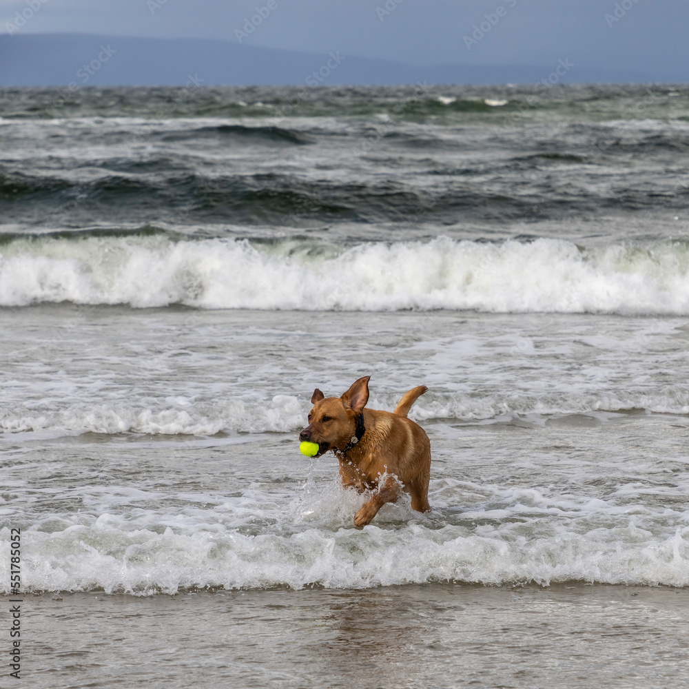 dog with a tennis ball playing in the waves on the Scottish coast