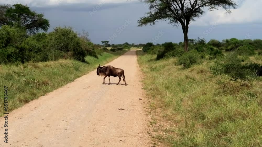 Lonely wildebeest crossing a dirt road on the endless plains of savannah in Africa Lonely wildebeest crossing a dirt road on the endless plains of savannah in Africa