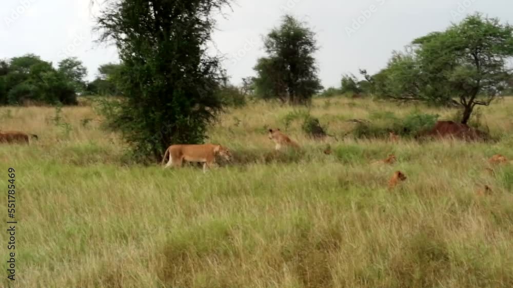Panning right shot of a pride of lions resting in tall grass during the day and lioness walking on the savannah. Panning right shot of a pride of lions resting in tall grass during the day and lioness walking on the savannah.