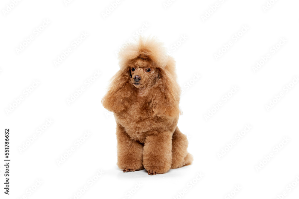 Portrait of cute furry purebred poodle posing, calmly sitting isolated over white studio background. Concept of domestic animals, care, vet