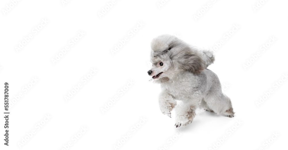 Portrait of cute purebred poodle posing, cheerfully running isolated over white studio background. Concept of domestic animals, care, vet