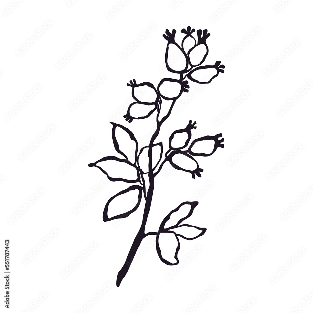 Vector Black and White Illustration of Herb Isolated on White Background Vector Black and White Illustration of Herb Isolated on White Background