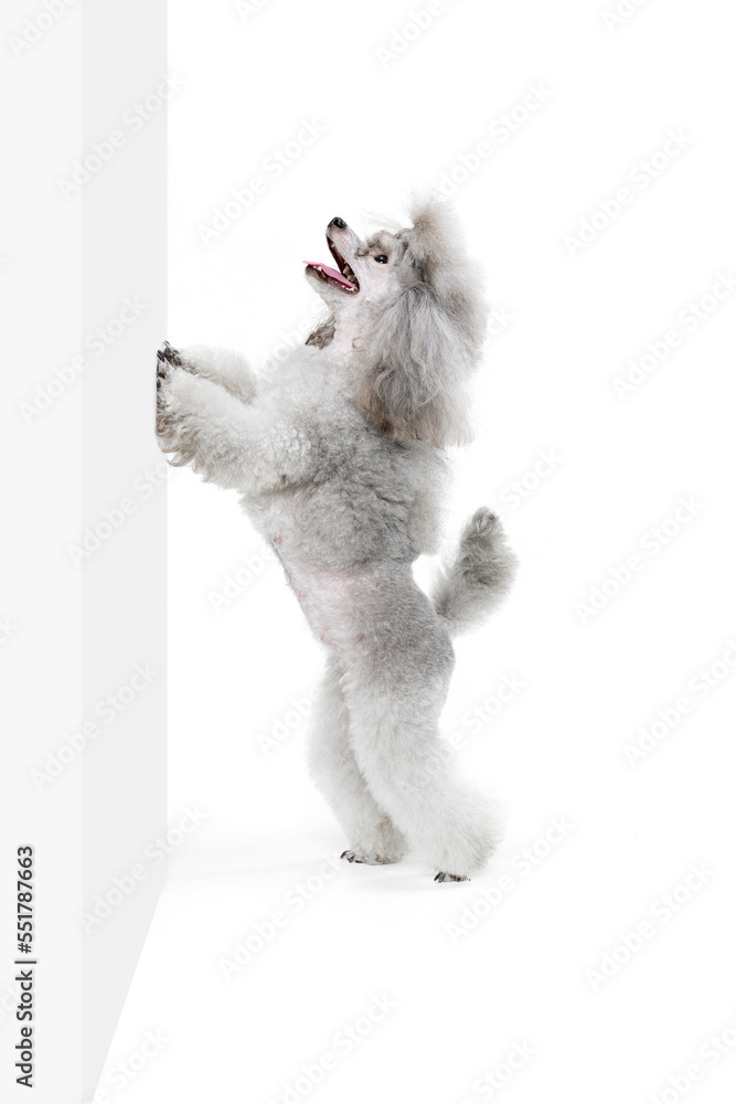 Portrait of cute purebred poodle posing, standing on hind legs and leaning on wall isolated over white studio background. Concept of domestic animals, care, vet