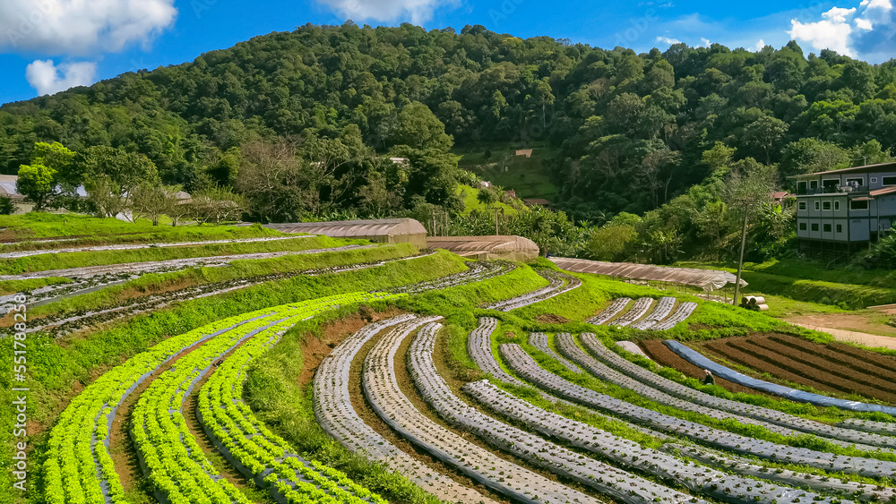 View of various organic vegetables cultivation on the hill in northern Thailand.