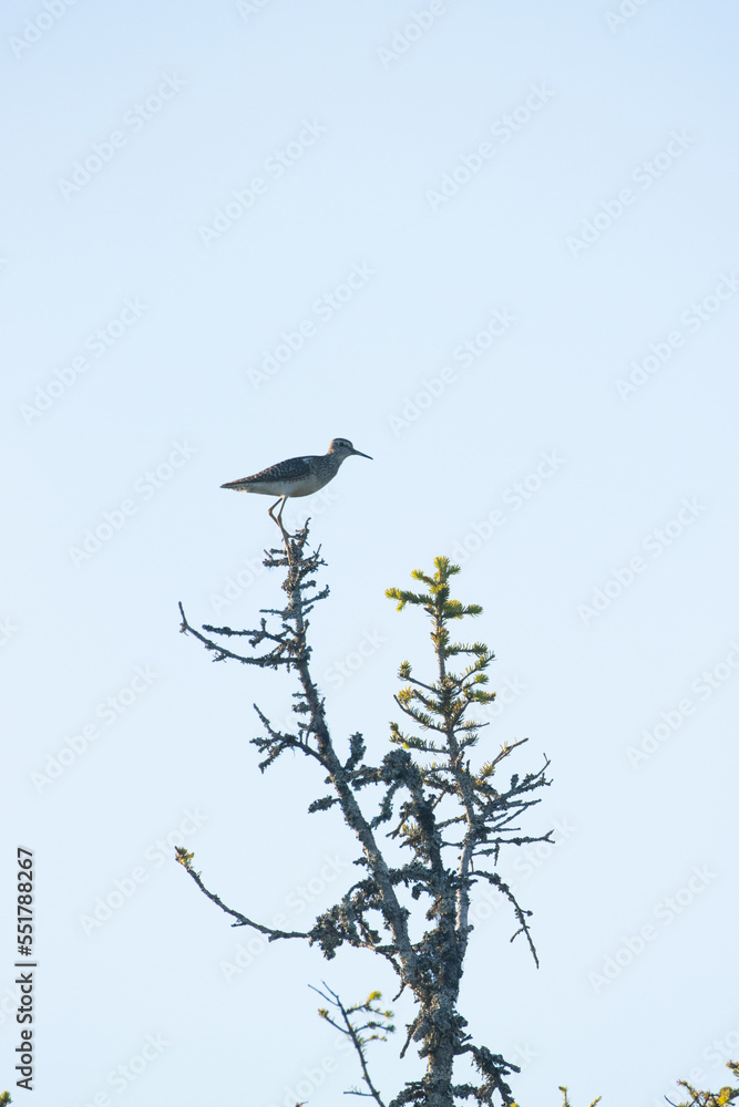 A small alert wader, Wood sandpiper standing on top of a tree in summery Riisitunturi National Park, Northern Finland. A small alert wader, Wood sandpiper standing on top of a tree in summery Riisitunturi National Park, Northern Finland.