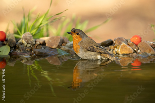 European robin drinking at a natural water point within a Mediterranean forest with the last lights of an autumn day © Jesus