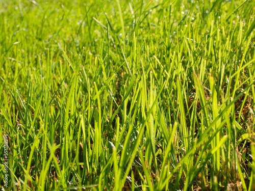 Fresh summer grass with water drops. Close up of dew drops on lush blades of grass. Juicy lush green grass on meadow with drops of water dew in morning light