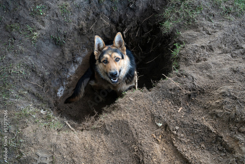 A playful German shepherd sitting in a digged hole in dirt. Shot in Estonia  Northern Europe. 