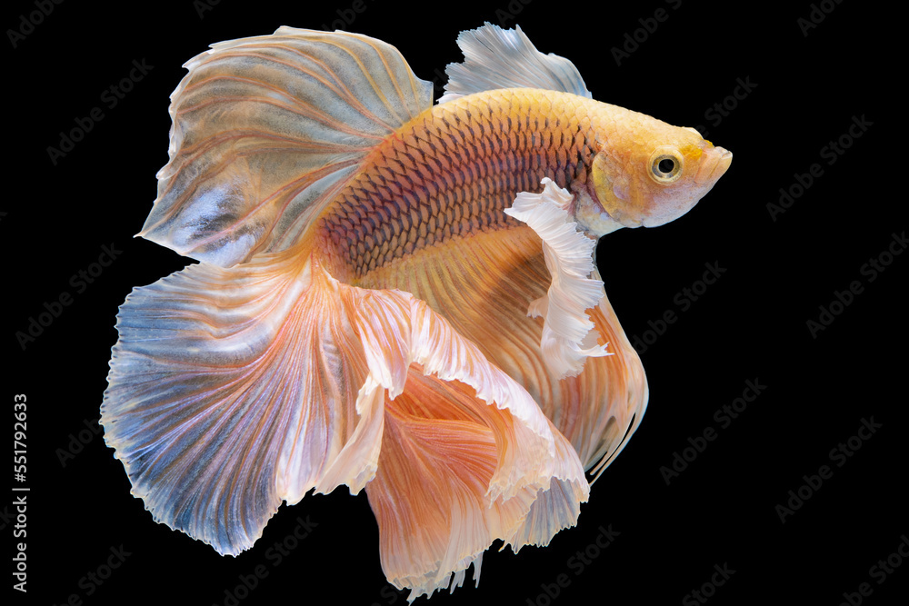 Betta Rô Beautiful movement of yellow betta fish, Siamese fighting fish, Betta ...
