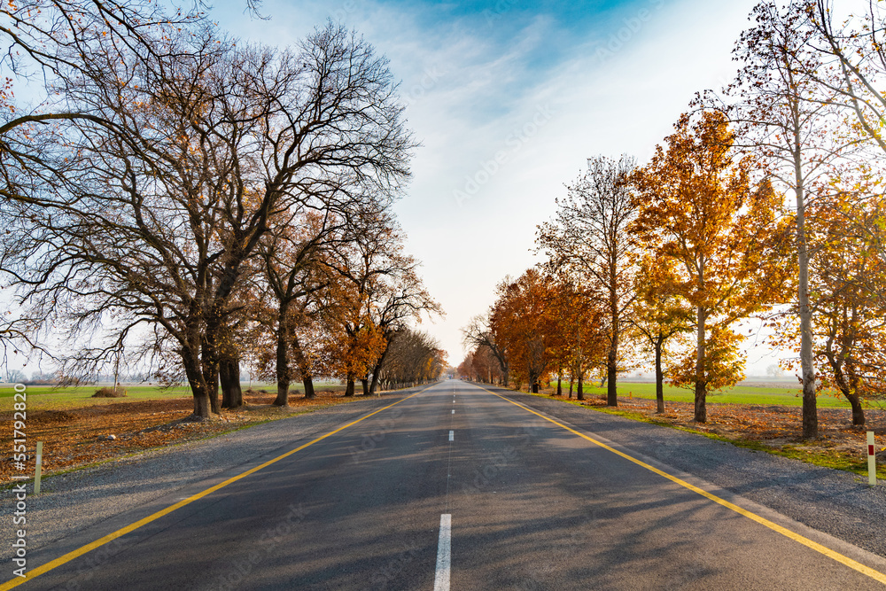 Empty asphalt road with autumn yellow trees Empty asphalt road with autumn yellow trees