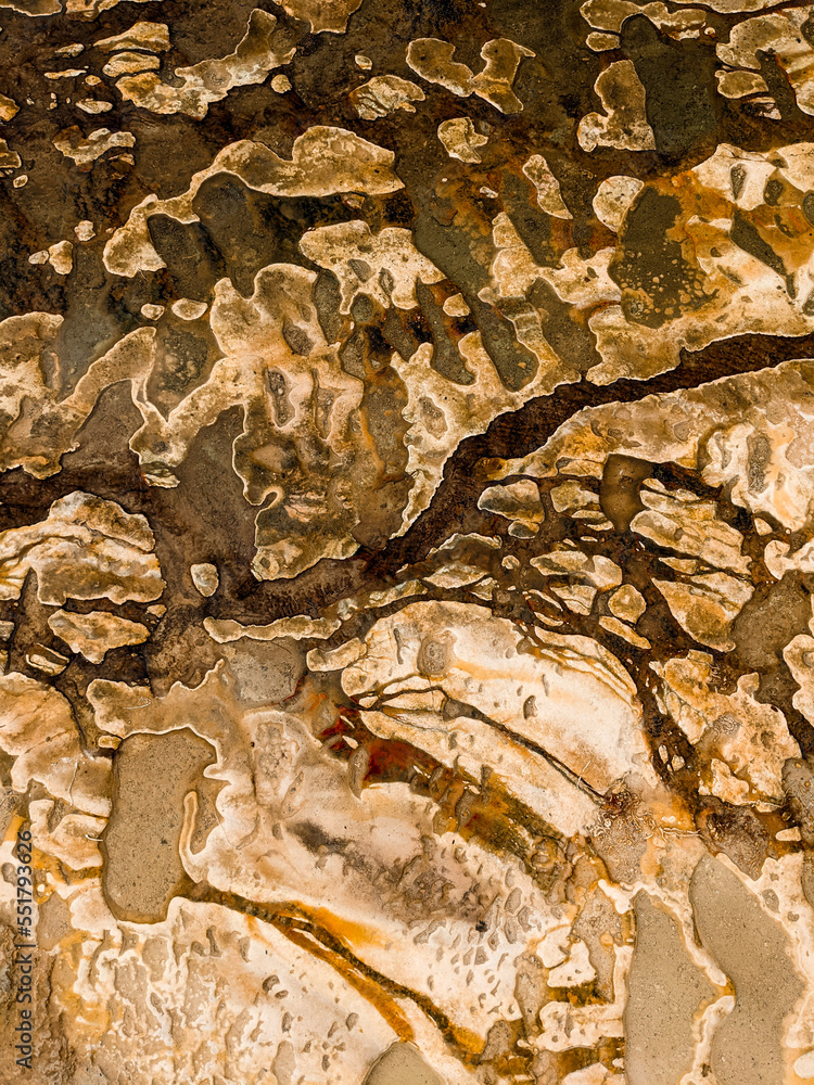 bark texture bark texture