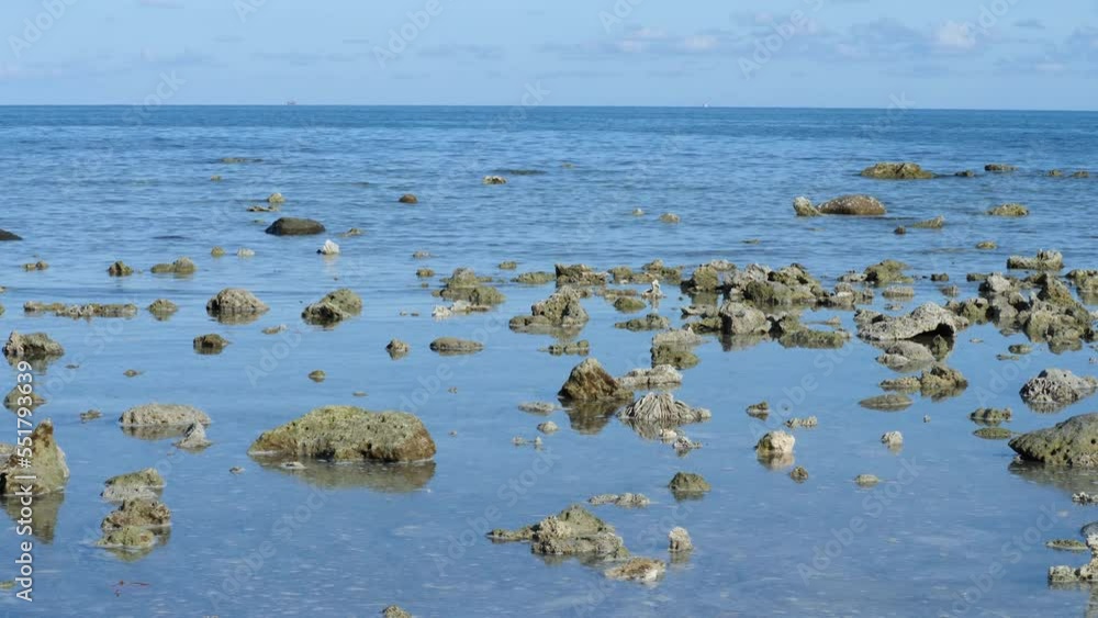 Marine invertebrates form compact colonies of many identical individual polyps. Dry sea coral structure on water surface background. Biological texture of natural sea organism. Blue sky with clouds Marine invertebrates form compact colonies of many identical individual polyps. Dry sea coral structure on water surface background. Biological texture of natural sea organism. Blue sky with clouds