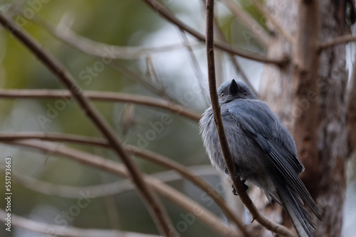 Ashy Drongo (Dicrurus leucophaeus) on the branch of the tree. photo