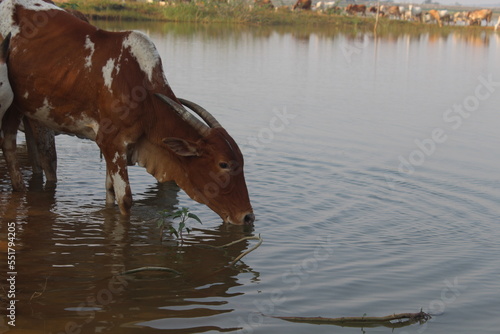Cow in the water