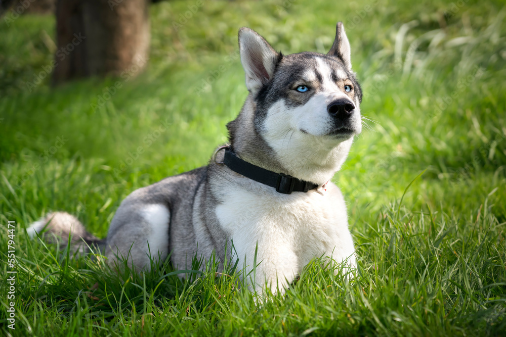 Siberian Husky laying down sniffing the air in a park