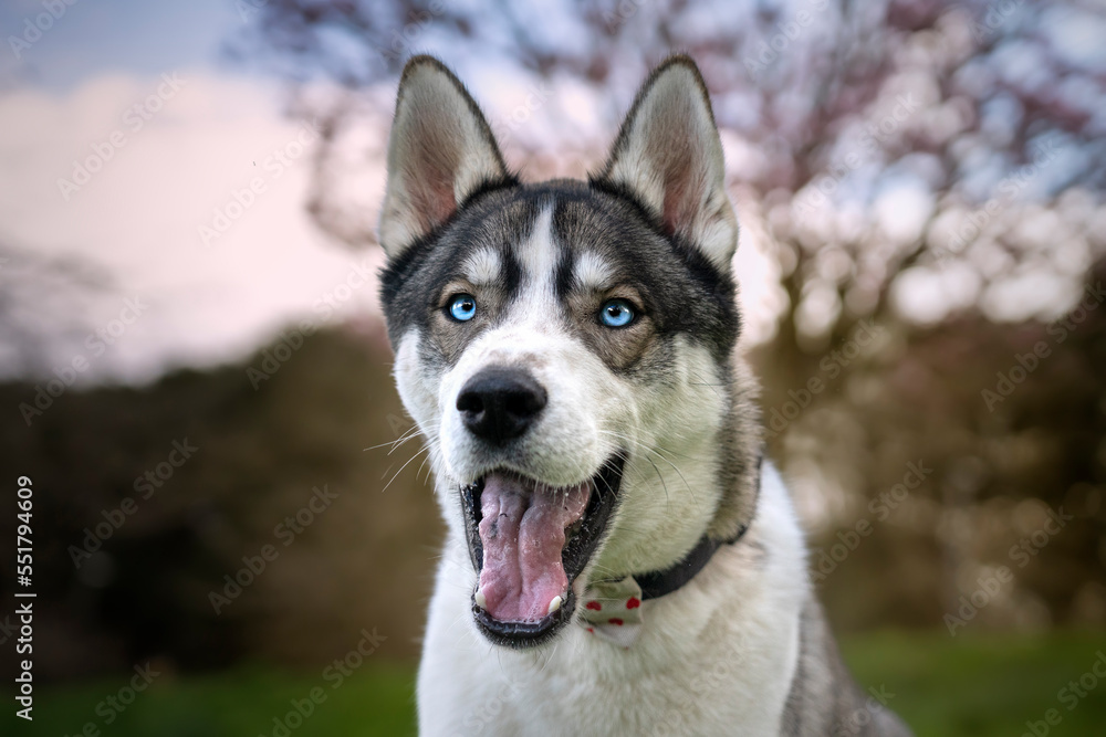 Siberian Husky headshot with blue eyes with spring blossom with mouth wide open