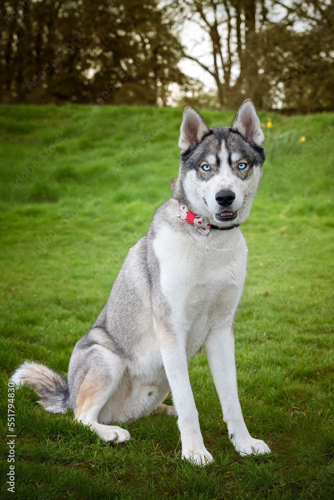 Siberian Husky with blue eyes sat looking directly at the camera