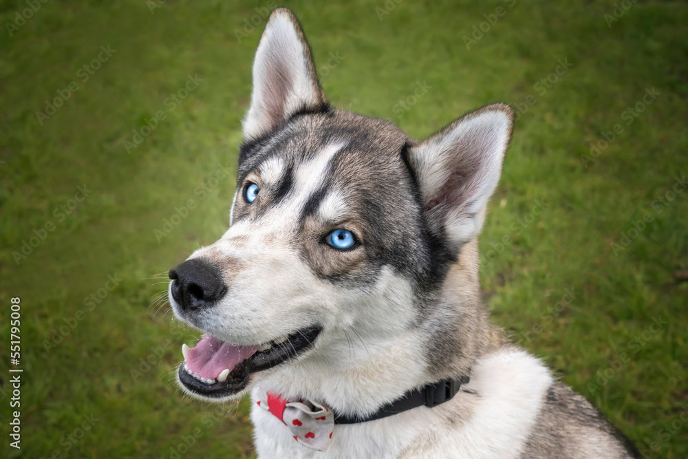 Siberian Husky with blue eyes looking directly at the camera