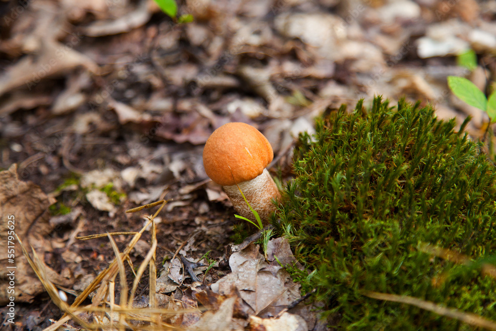 Single red boletus mushroom in the wild. Red boletus mushroom grows on the forest floor at autumn season.. Single red boletus mushroom in the wild. Red boletus mushroom grows on the forest floor at autumn season..