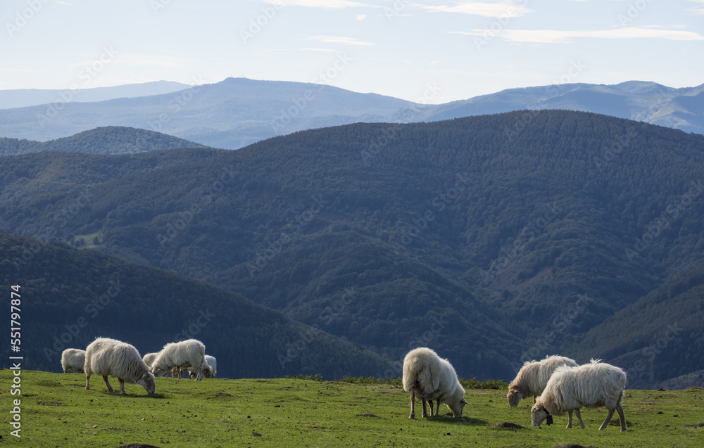 Flock of sheep grazing on Mount Baztaria, Leitza, Navarra, Spain
