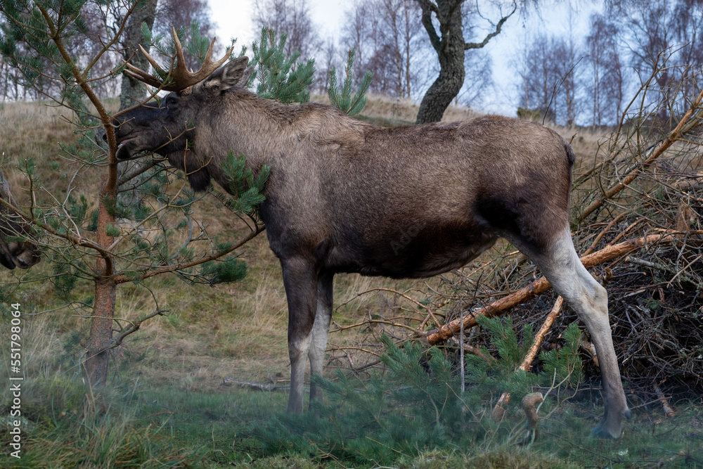 Fototapeta premium European Elk in the Highland Wildlife Park