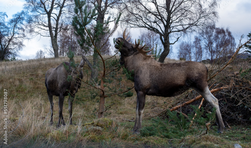 European Elk in the Highland Wildlife Park European Elk in the Highland Wildlife Park