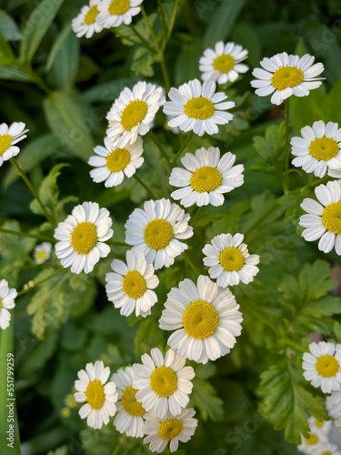 large vertical photo. medicinal chamomile flowers close-up. useful plants. small white chamomile. eco. bio.