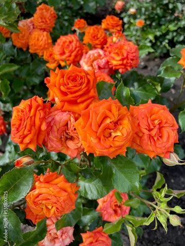 close-up of fresh blooming roses in the garden. sunny summer day. growing flowering shrubs.