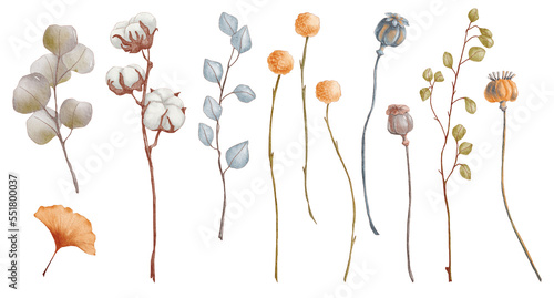 Fototapeta Naklejka Na Ścianę i Meble -  Watercolor dry plants isolated on transparent background. PNG set of dry flowers and leaves. Watercolor dry floral illustrations
