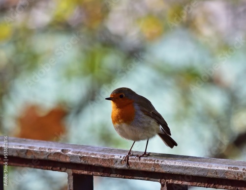 Rotkehlchen (Erithacus rubecula)