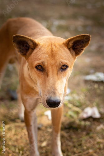 street dog looking