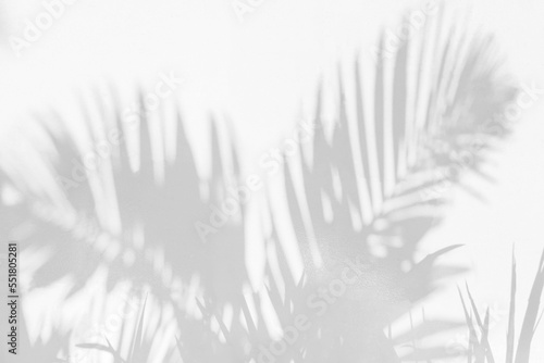 Fototapete Grey shadow of natural palm leaf abstract background falling on white wall texture for background and wallpaper