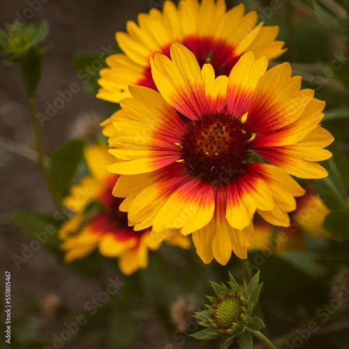 Vivid indian blanket  gaillardia pulchella  flower in the garden with copy space