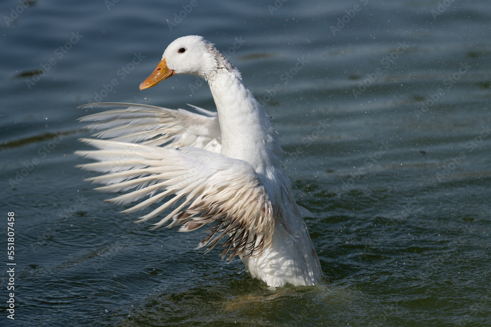 White duck flapping it's wings while swimming in the lake