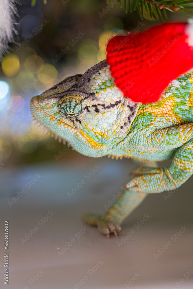 colorful funny chameleon in Christmas red Santa hat.