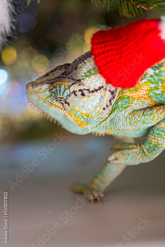Obraz na płótnie colorful funny chameleon in Christmas red Santa hat. w salonie
