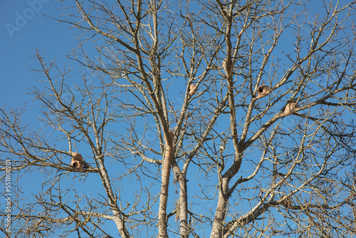 bird nest off tree