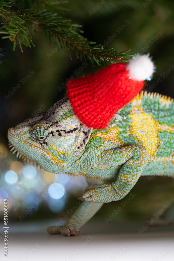 colorful funny chameleon in Christmas red Santa hat.
