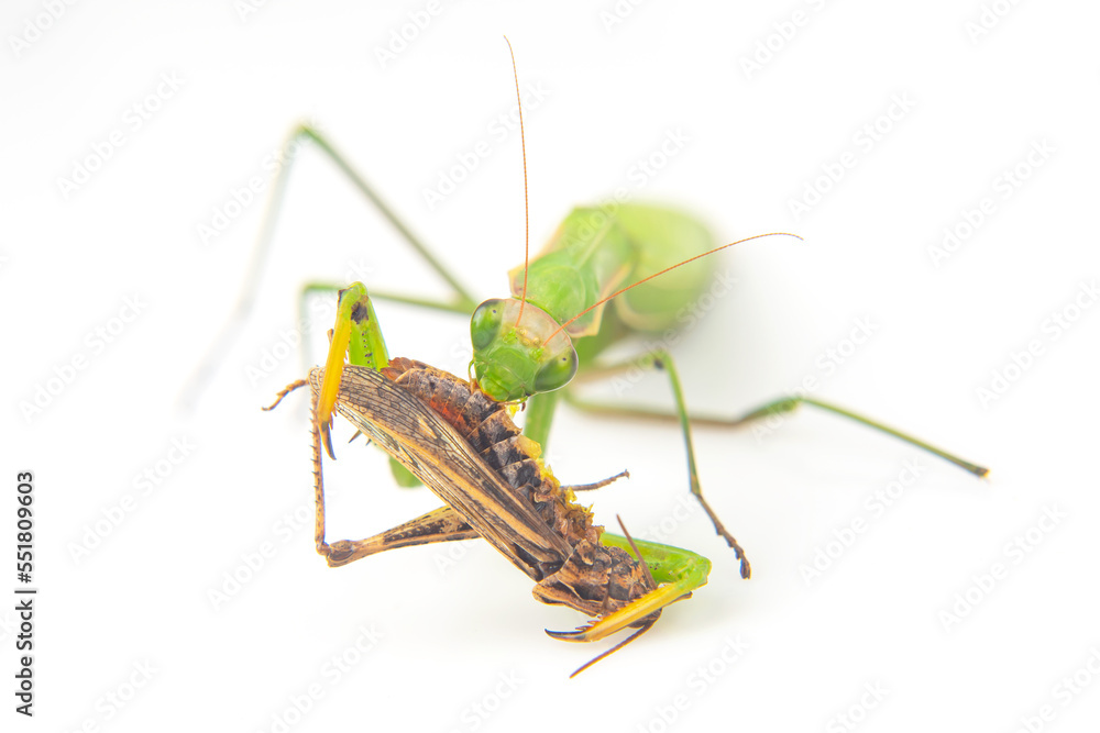 praying mantis eats a grasshopper close-up on a white background. Hunting in the world of insects. Prey for eating insects praying mantis eats a grasshopper close-up on a white background. Hunting in the world of insects. Prey for eating insects
